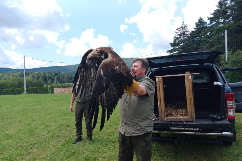 Ponowna walka o życie orła - nie polował, nie jadł - zdjęcie 9