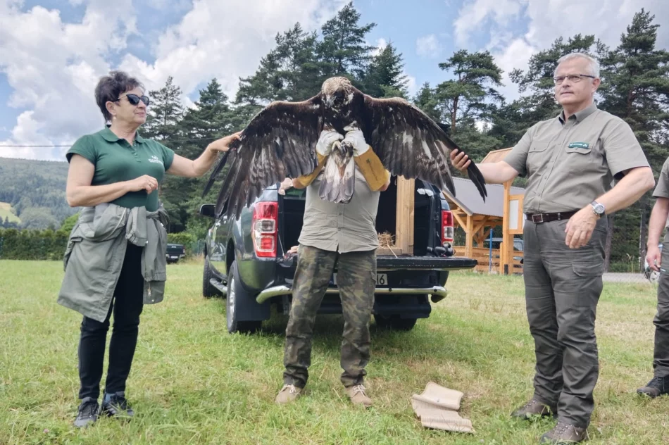Ponowna walka o życie orła - nie polował, nie jadł - zdjęcie 7