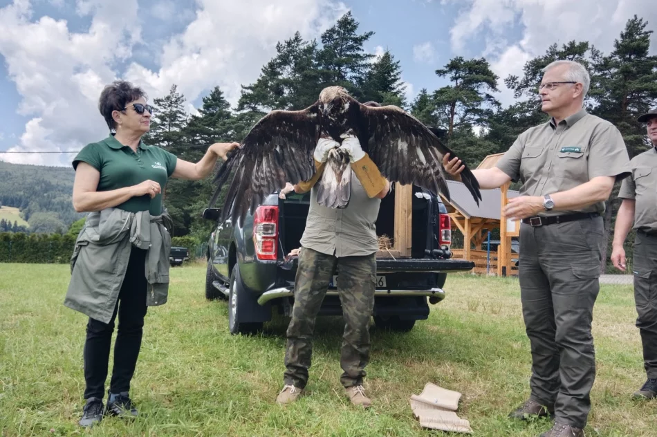 Ponowna walka o życie orła - nie polował, nie jadł - zdjęcie 6