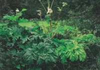 1,6 mln euro na zwalczanie barszczu - zdjęcie główne