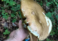 Grzybiarze ruszają do lasów - dzielą się pierwszymi zdobyczami - zdjęcie główne