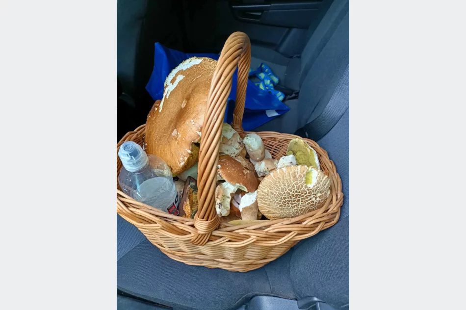 Grzybiarze ruszają do lasów - dzielą się pierwszymi zdobyczami - zdjęcie 2