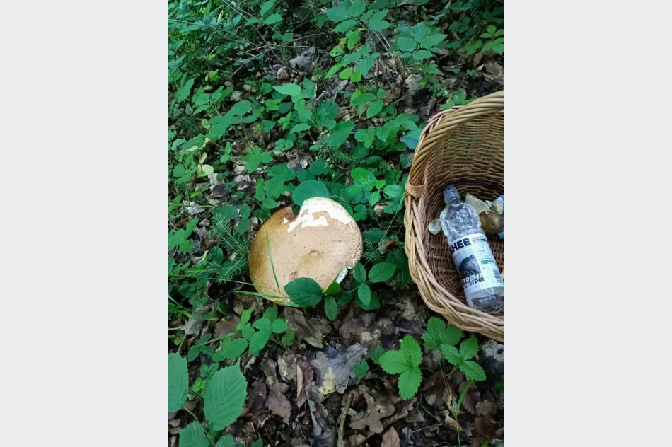 Grzybiarze ruszają do lasów - dzielą się pierwszymi zdobyczami - zdjęcie 3