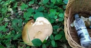 Grzybiarze ruszają do lasów - dzielą się pierwszymi zdobyczami - zdjęcie 3