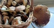 Grzybiarze ruszają do lasów - dzielą się pierwszymi zdobyczami - zdjęcie 4
