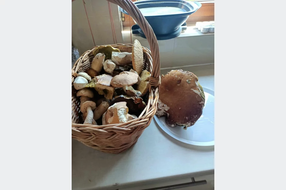 Grzybiarze ruszają do lasów - dzielą się pierwszymi zdobyczami - zdjęcie 4