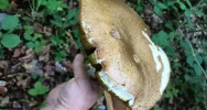 Grzybiarze ruszają do lasów - dzielą się pierwszymi zdobyczami - zdjęcie 5