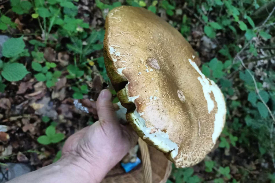 Grzybiarze ruszają do lasów - dzielą się pierwszymi zdobyczami - zdjęcie 5