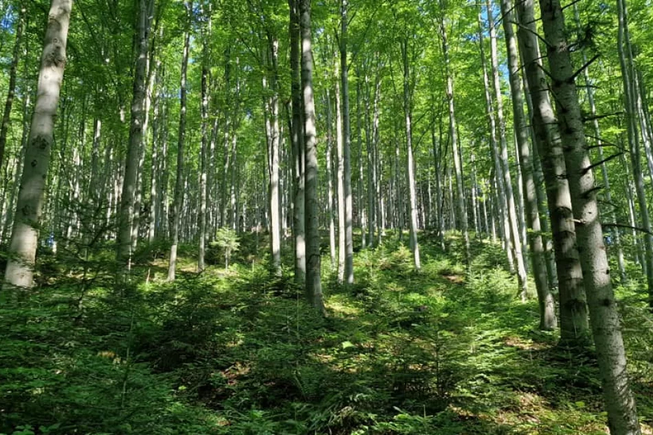 Kolejna piesza wędrówka  - zdjęcie 4