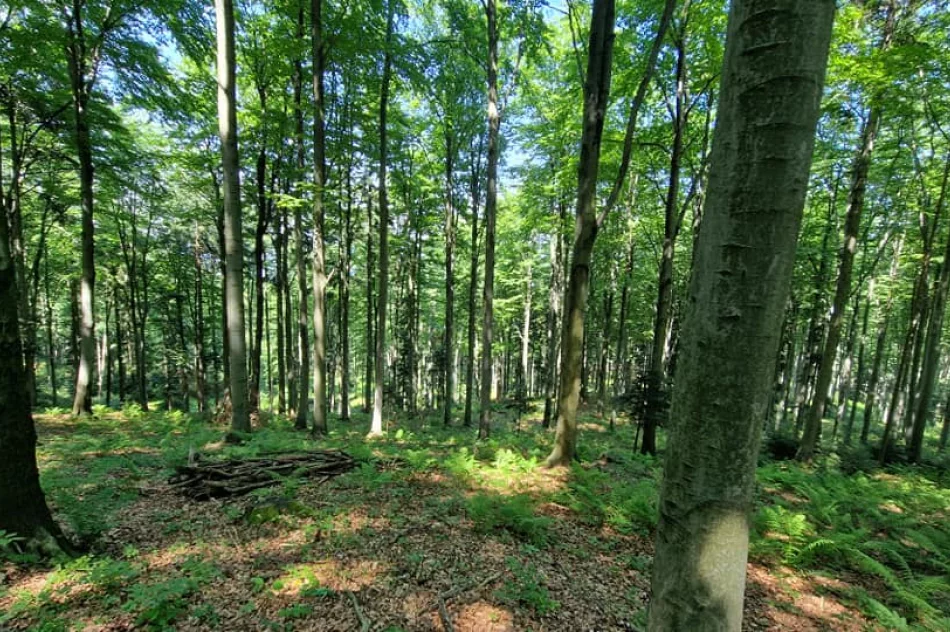 Kolejny szlak na mapie Beskidu Wyspowego-Góra Kamionna - zdjęcie 13
