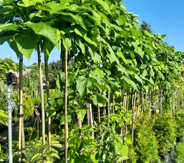 Katalpy/klony/hakuro/modrzewie/brzozy/tuje/borowka amerykańska/hortensje - Zdjęcie główne