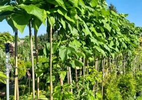 Katalpy/klony/hakuro/modrzewie/brzozy/tuje/borowka amerykańska/hortensje - Zdjęcie główne