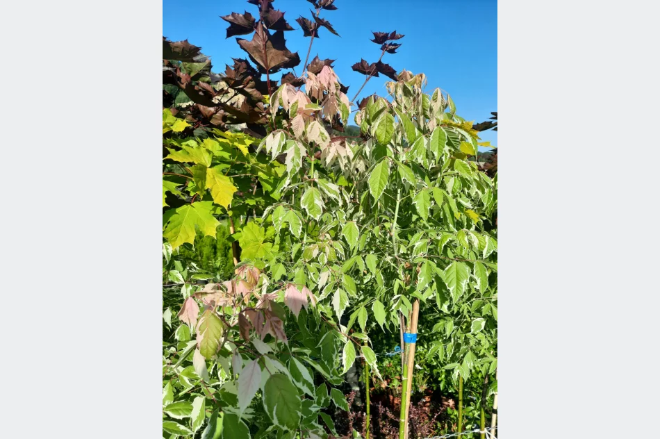 Katalpy/klony/hakuro/modrzewie/brzozy/tuje/borowka amerykańska/hortensje - zdjęcie 2