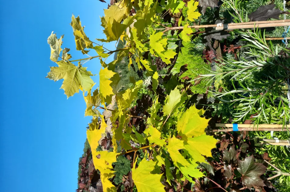 Katalpy/klony/hakuro/modrzewie/brzozy/tuje/borowka amerykańska/hortensje - zdjęcie 3