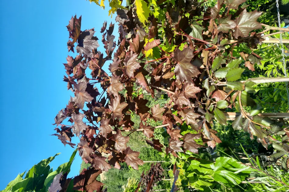 Katalpy/klony/hakuro/modrzewie/brzozy/tuje/borowka amerykańska/hortensje - zdjęcie 4