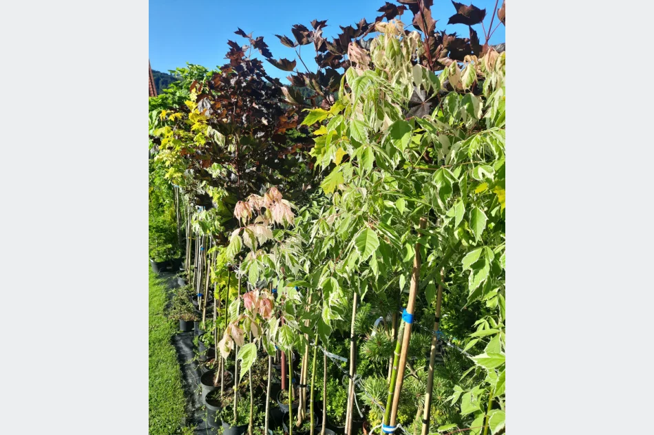 Katalpy/klony/hakuro/modrzewie/brzozy/tuje/borowka amerykańska/hortensje - zdjęcie 6