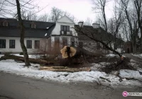 Wycinka drzew w Parku Miejskim - zdjęcie główne
