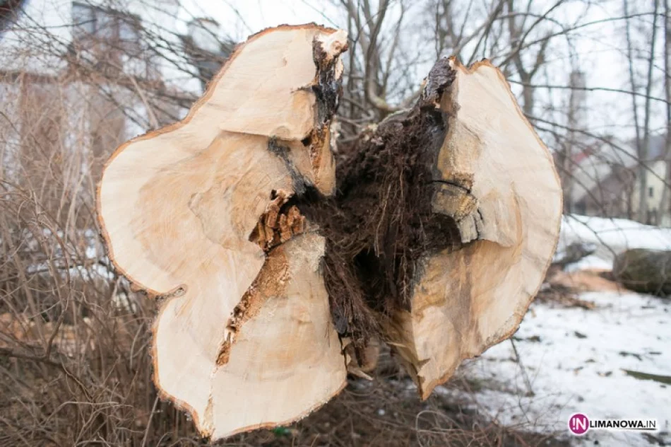 Wycinka drzew w Parku Miejskim - zdjęcie 2