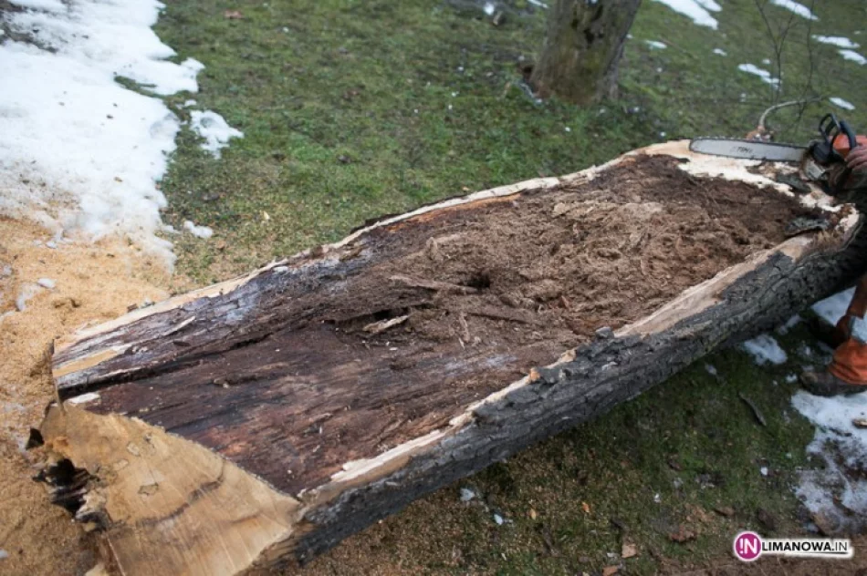 Wycinka drzew w Parku Miejskim - zdjęcie 3