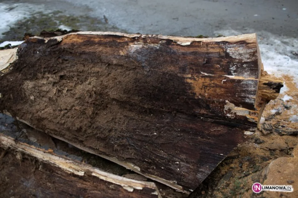 Wycinka drzew w Parku Miejskim - zdjęcie 4