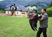 Powrót orła do natury: zobacz nagranie  - zdjęcie główne