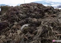 Kilka ton resztek z ubojni w polu - zdjęcie główne