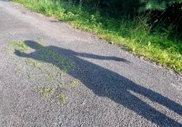 Zalepili dziury (nie wszystkie) i.. trawę - zdjęcie główne