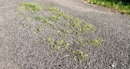 Zalepili dziury (nie wszystkie) i.. trawę - zdjęcie 4