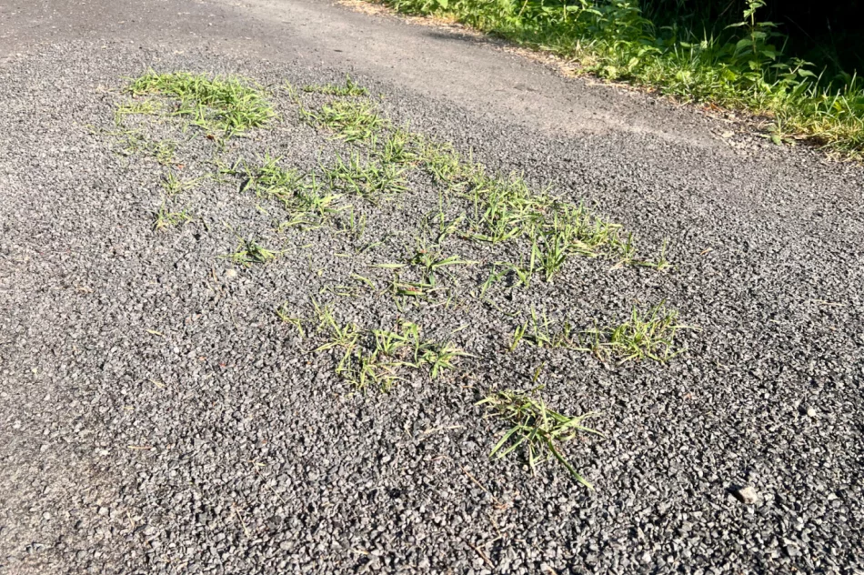 Zalepili dziury (nie wszystkie) i.. trawę - zdjęcie 4