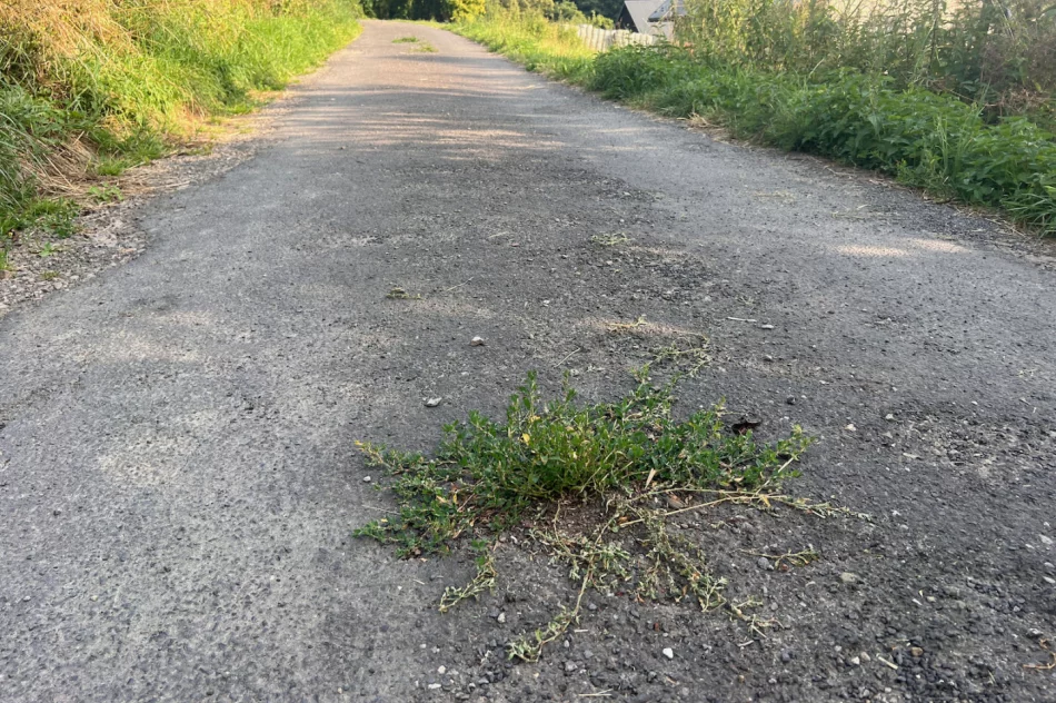 Zalepili dziury (nie wszystkie) i.. trawę - zdjęcie 14