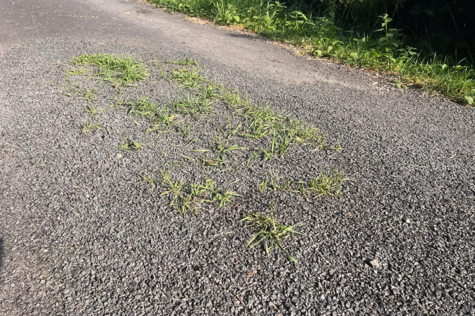 Zalepili dziury (nie wszystkie) i.. trawę - zdjęcie 15