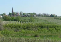 Sadownicy pracują i czekają na ceny jabłek - zdjęcie główne