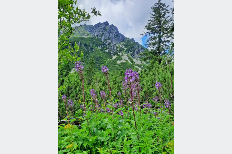 Letnia akcja „Wakacje z Przewodnikiem” organizowana przez limanowski oddział PTTK przyciąga turystów - zdjęcie 8