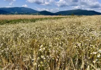 Od dziś żyjemy na kredyt ekologiczny - zdjęcie główne