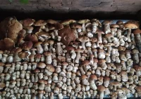 Trwa wysyp grzybów w lasach. Wasze zdjęcia - zdjęcie główne