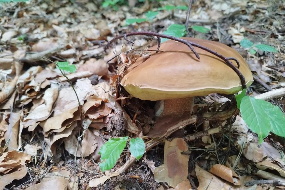Trwa wysyp grzybów w lasach. Wasze zdjęcia - zdjęcie 2