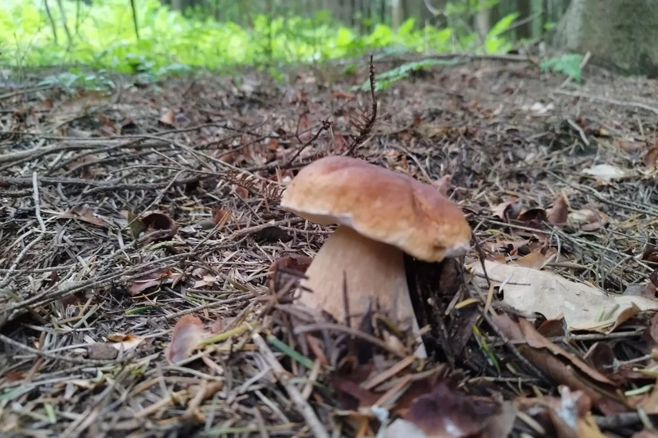 Trwa wysyp grzybów w lasach. Wasze zdjęcia - zdjęcie 3