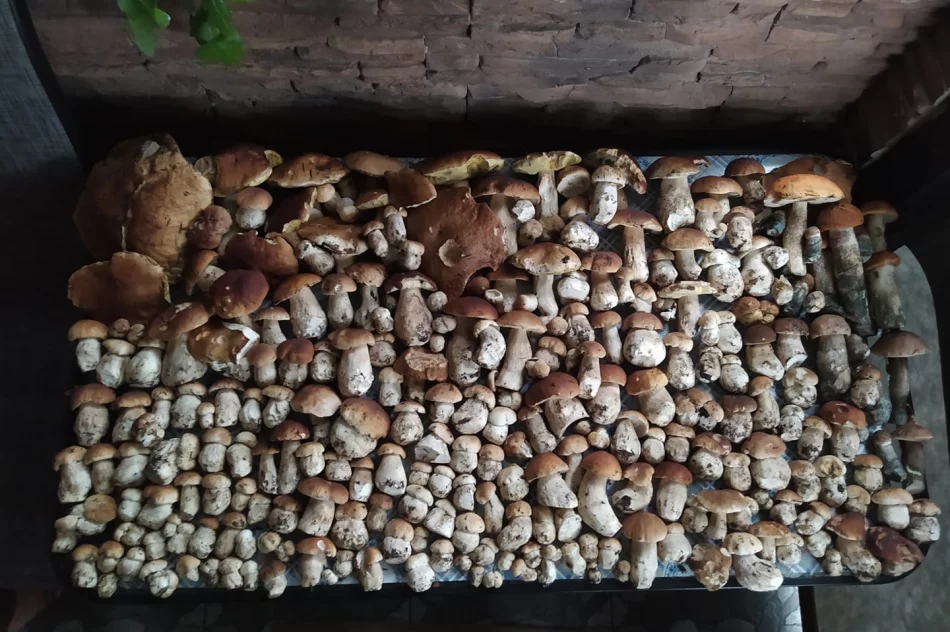 Trwa wysyp grzybów w lasach. Wasze zdjęcia - zdjęcie 4