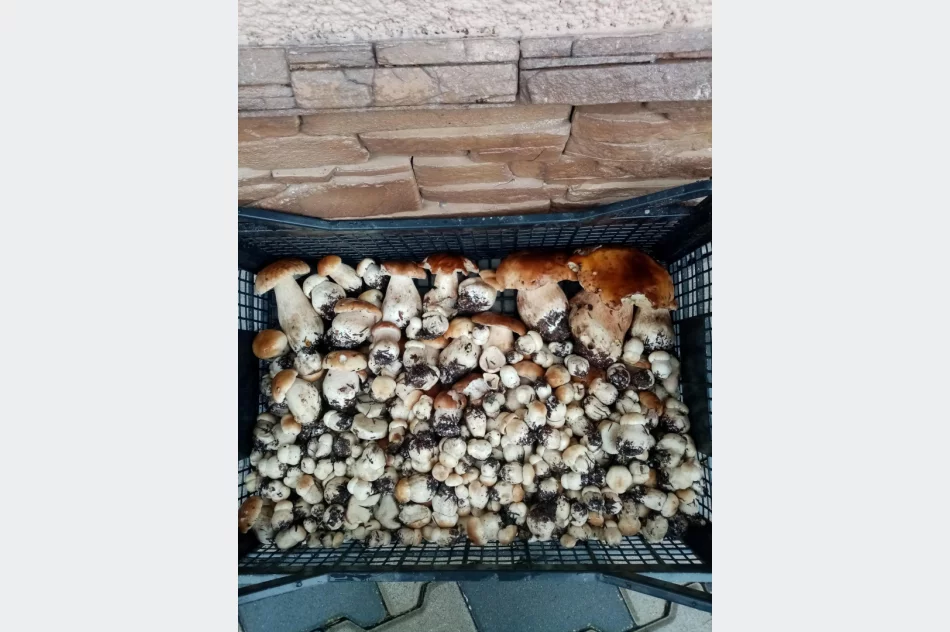 Trwa wysyp grzybów w lasach. Wasze zdjęcia - zdjęcie 5