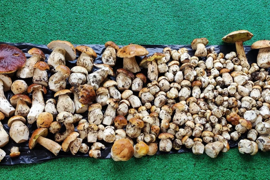 Trwa wysyp grzybów w lasach. Wasze zdjęcia - zdjęcie 6