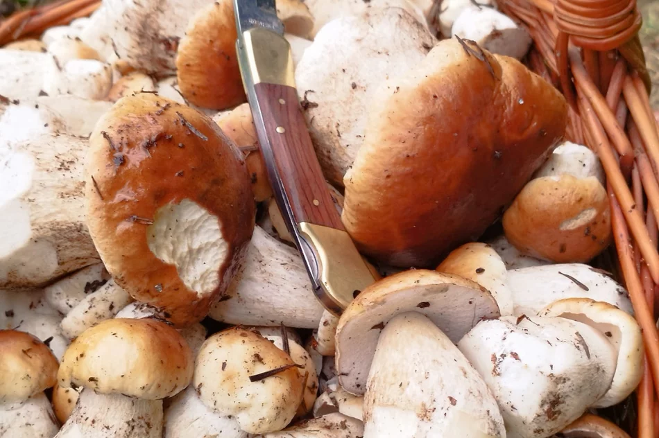 Trwa wysyp grzybów w lasach. Wasze zdjęcia - zdjęcie 7