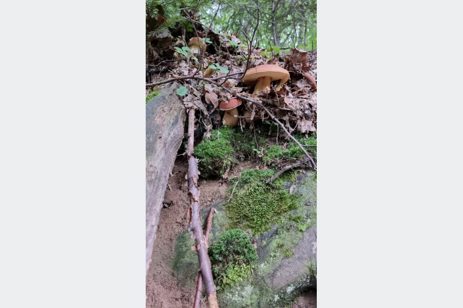 Trwa wysyp grzybów w lasach. Wasze zdjęcia - zdjęcie 8