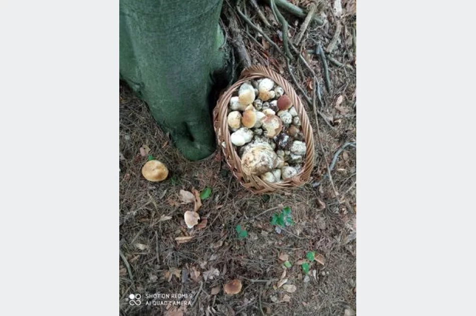 Trwa wysyp grzybów w lasach. Wasze zdjęcia - zdjęcie 9