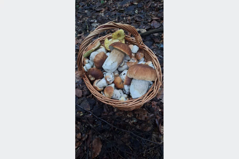 Trwa wysyp grzybów w lasach. Wasze zdjęcia - zdjęcie 11