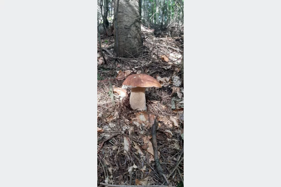 Trwa wysyp grzybów w lasach. Wasze zdjęcia - zdjęcie 12