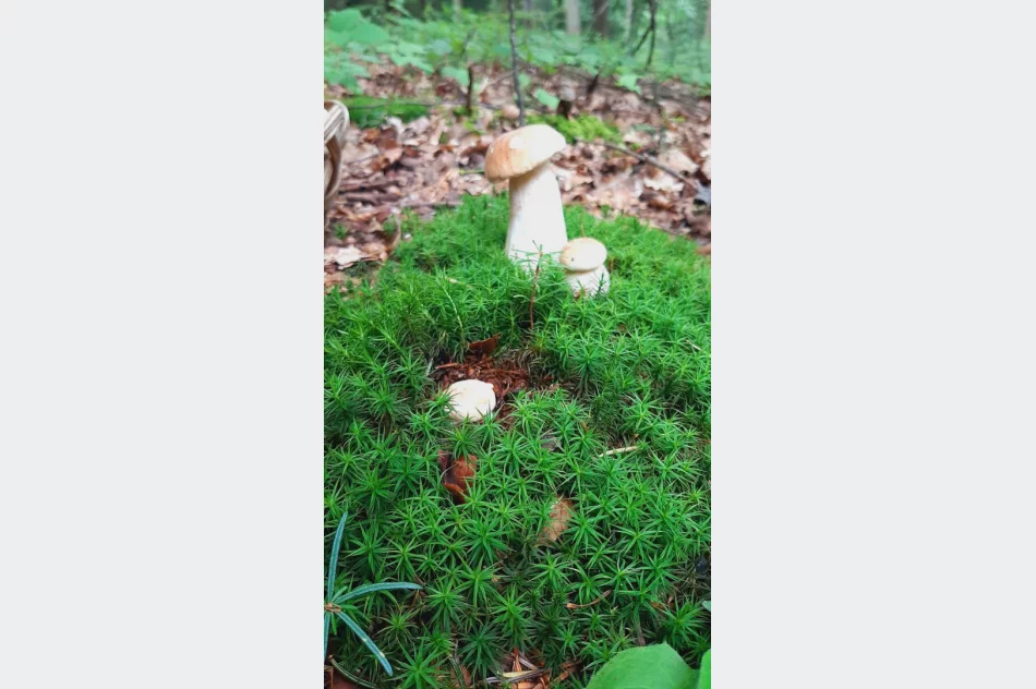 Trwa wysyp grzybów w lasach. Wasze zdjęcia - zdjęcie 13