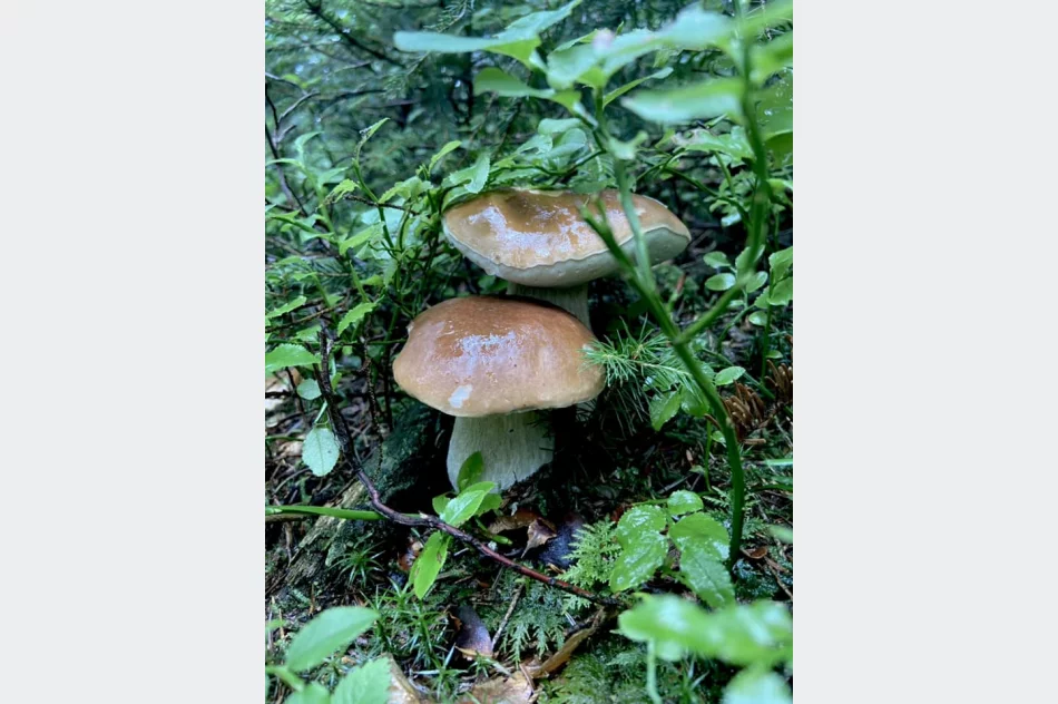 Trwa wysyp grzybów w lasach. Wasze zdjęcia - zdjęcie 14