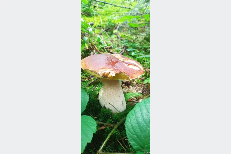 Trwa wysyp grzybów w lasach. Wasze zdjęcia - zdjęcie 15