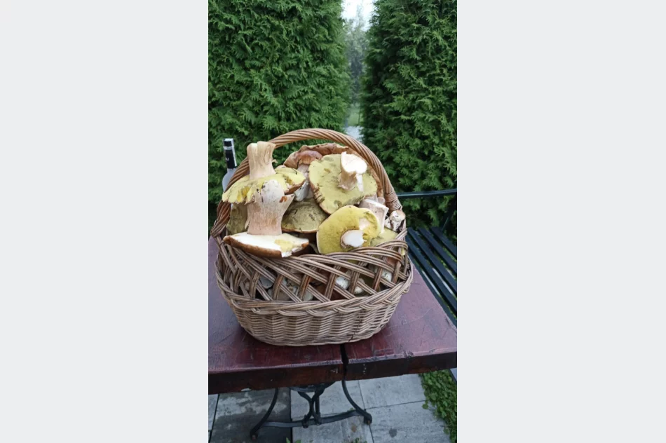 Trwa wysyp grzybów w lasach. Wasze zdjęcia - zdjęcie 17