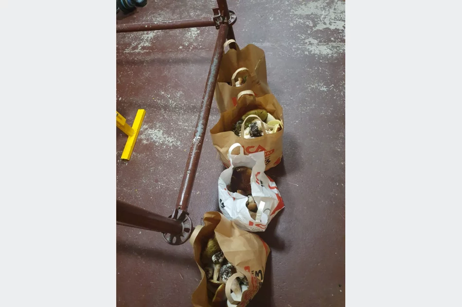 Trwa wysyp grzybów w lasach. Wasze zdjęcia - zdjęcie 18